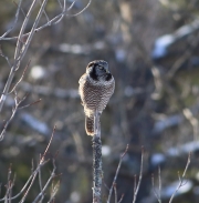 6s3a8711hawkowl