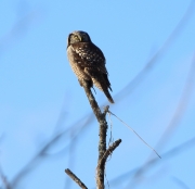 6s3a8792hawkowl