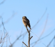 6s3a8794n_hawkowl