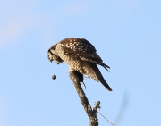 6s3a8797hawkowlwithmouse_hackingpellet
