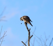 6s3a8797nhawkowl_pellet_mouse
