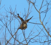 6s3a8801hawkowl_withmouse