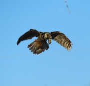 6s3a8805hawkowl