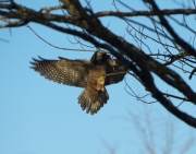 6s3a8807northernhawkowl