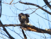 6s3a8809northernhawkowl_stashingmouse