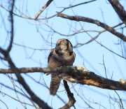 6s3a8815northernhawkowl