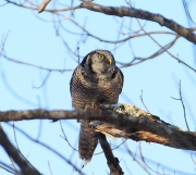 6s3a8819nhawkowl