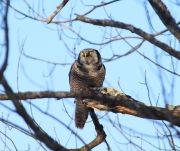 6s3a8820nhawkowl