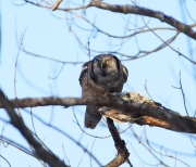 6s3a8827nhawkowl