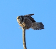 6s3a8838nhawkowl