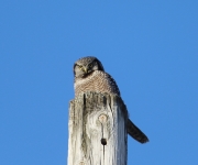 6s3a8854nhawkowl
