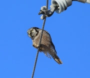 6s3a8872nhawkowl