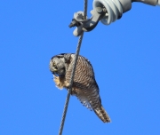 6s3a8873nhawkowl
