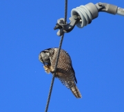 6s3a8874hawkowlpreening