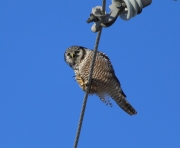 6s3a8880nhawkowl