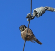 6s3a8882northernhawkowl