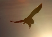 6s3a8889hawkowl