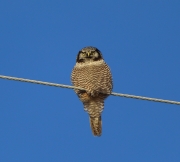 6s3a8924northernhawkowl