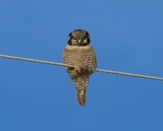6s3a8926nhawkowl