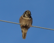 6s3a8931hawkowl