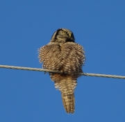 6s3a8966hawkowl