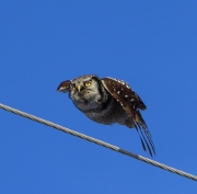 6s3a8997n_hawkowl