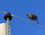 6s3a8997northernhawkowl