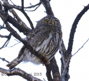 6S3A0752Northern_Pygmy_Owl