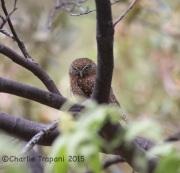 6S3A9921Northern_Pygmy_Owl