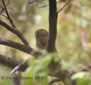 6S3A9929Northern_Pygmy_Owl