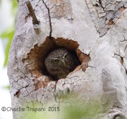 6S3A9940Northern_Pygmy_Owl_Female