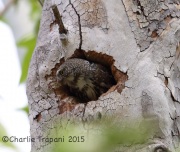 6S3A9956Northern_Pygmy_Owl