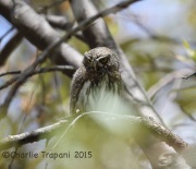 6S3A9976Northern_Pygmy_Owl_Female