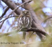 6S3A9981Northern_Pygmy_Owl_Female