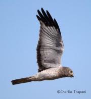6S3A4583Northern_Harrier