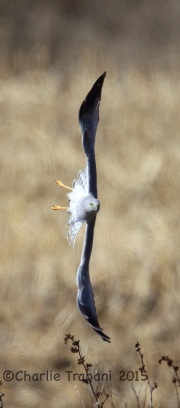 6S3A4900Northern_Harrier_ps