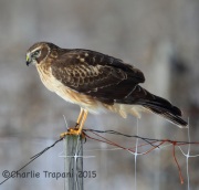 6S3A8307Northern_Harrier