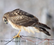 6S3A8319Northern_Harrier