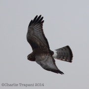 6s3a0266northernharrier