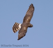 6s3a4667northernharrier