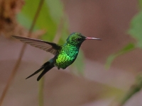 A10A0005Golden-crowned_Emerald