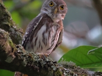 A10A0058Ferruginous_Pygmy-Owl