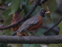 A10A0076American_Robin