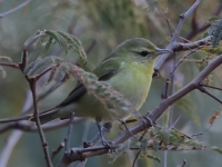 A10A0087Tennessee_Warbler