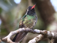 A10A0108White-eared_Hummingbird
