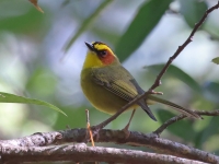 A10A0169Golden-browed_Warbler