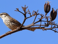 A10A0220Boucards_Wren