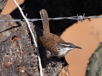 A10A0246Boucards_Wren