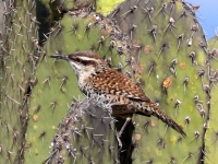 A10A0273Boucards_Wren