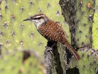 A10A0277Boucards_Wren